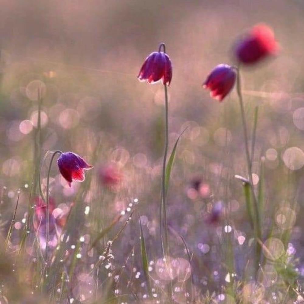 Meet your Posher, Evelyne